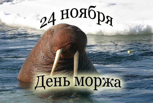 день моржа картинки