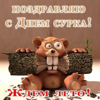 день сурка картинки приколы