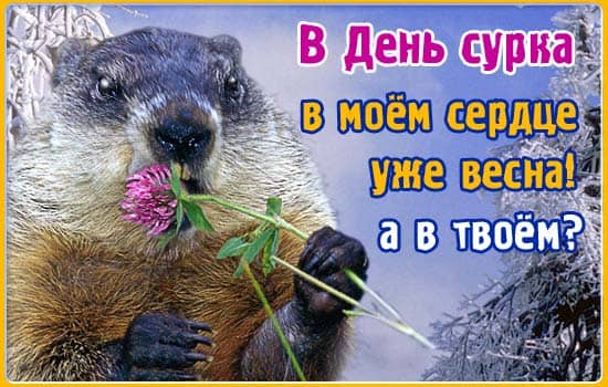 картинки с днем сурка прикольные