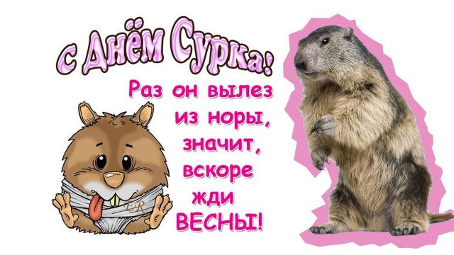 день сурка открытки