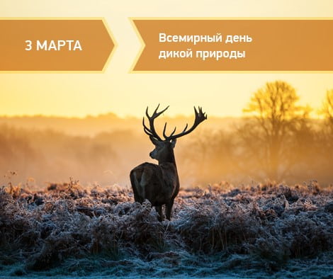 день дикой природы праздник