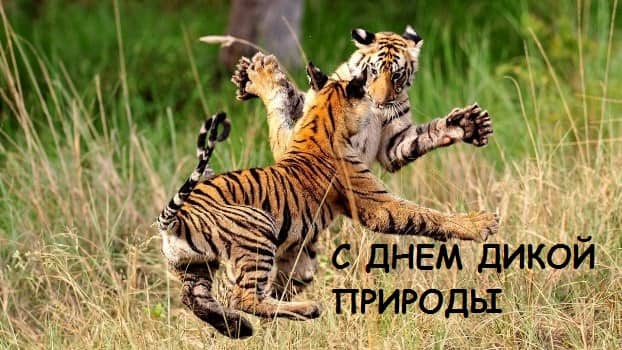два тигра