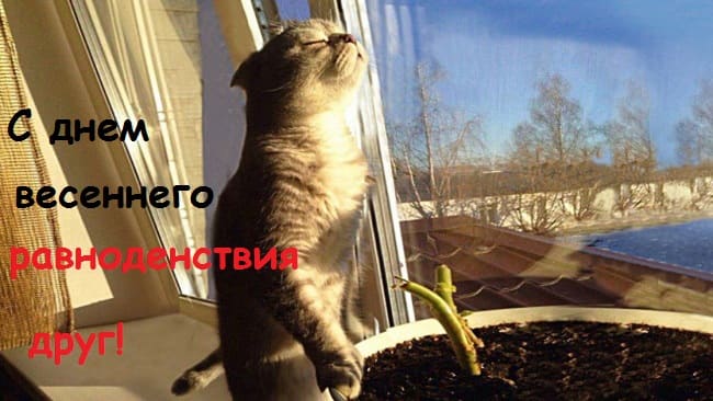 картинки про котов