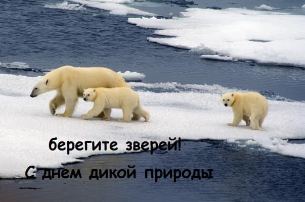 фото белых медведей