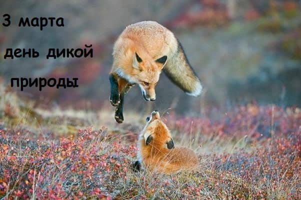 день дикой природы плакат