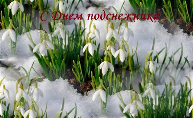 нарциссы в лесу